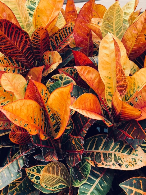 Full frame shot of orange leaves