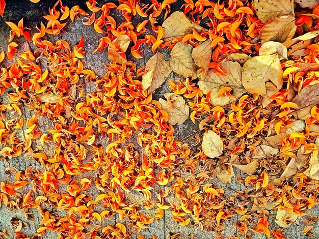 Full frame shot of orange maple leaves during autumn