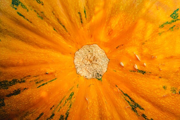 Full frame shot of orange pumpmin