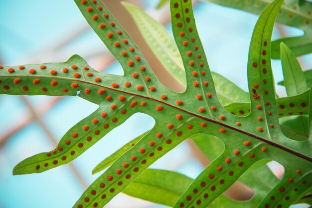 Foto fotografia completa di spore d'arancia sotto una foglia di felce verde