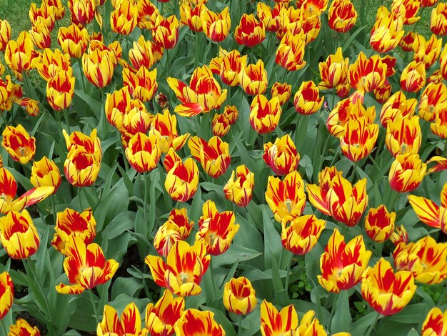 Full frame shot of orange tulips on field