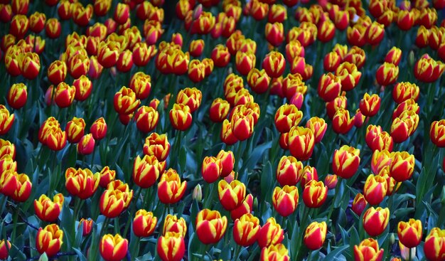 Photo full frame shot of orange tulips