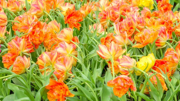 Full frame shot of orange tulips