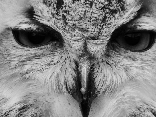 Photo full frame shot of owl face