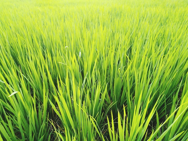 Foto fotografia completa del campo di riso