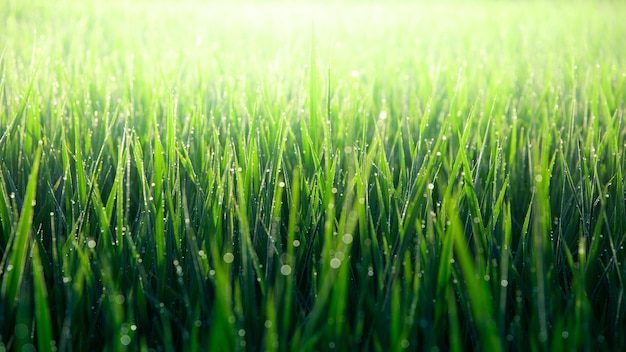 Photo full frame shot of paddy field