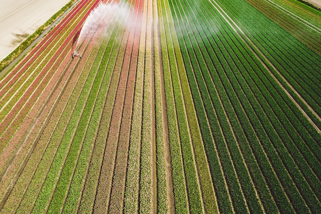 Full frame shot of palm leaf on field