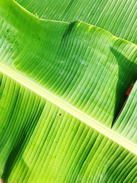 Full frame shot of palm leaf