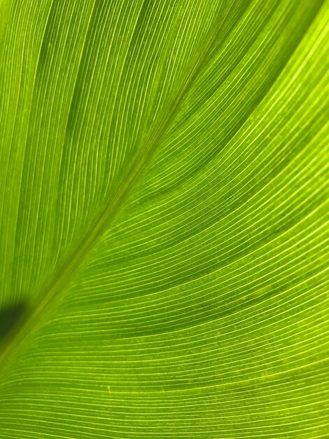 Full frame shot of palm leaf