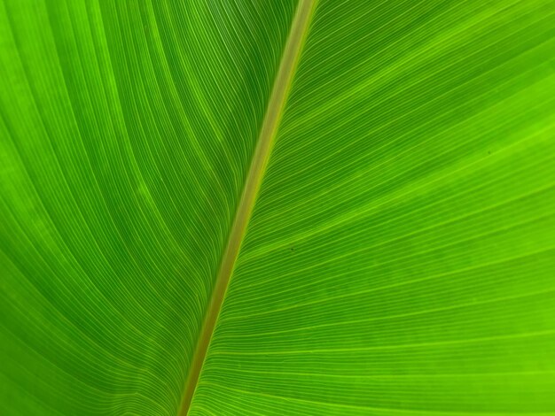 Full frame shot of palm leaf