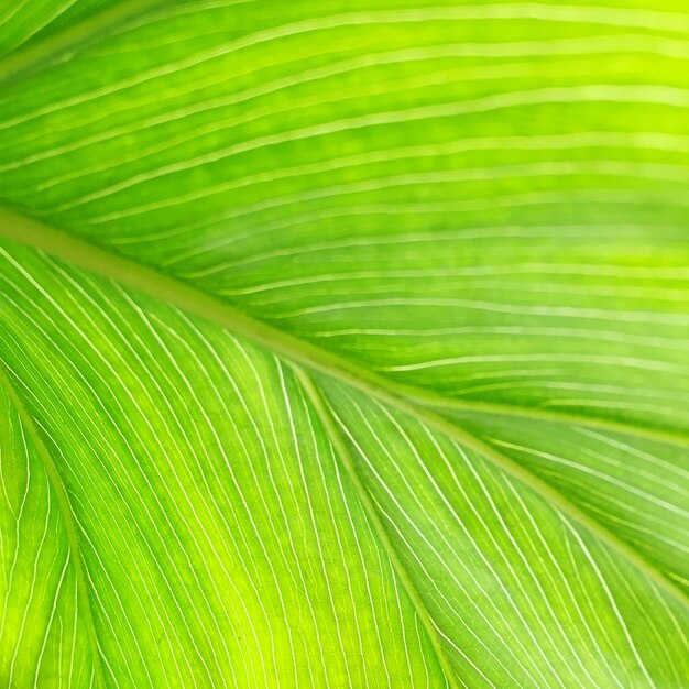 Photo full frame shot of palm leaf