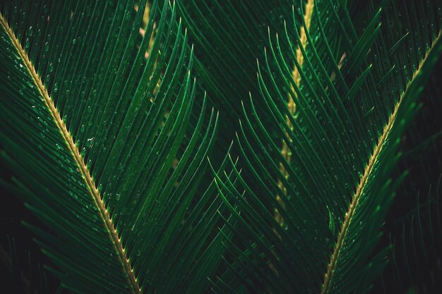 Full frame shot of palm leaf