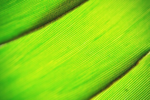 Full frame shot of palm leaf