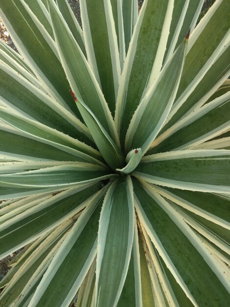 Full frame shot of palm leaf