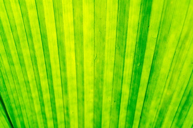 Full frame shot of palm leaf