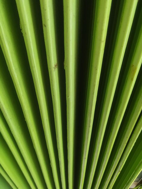 Full frame shot of palm leaf