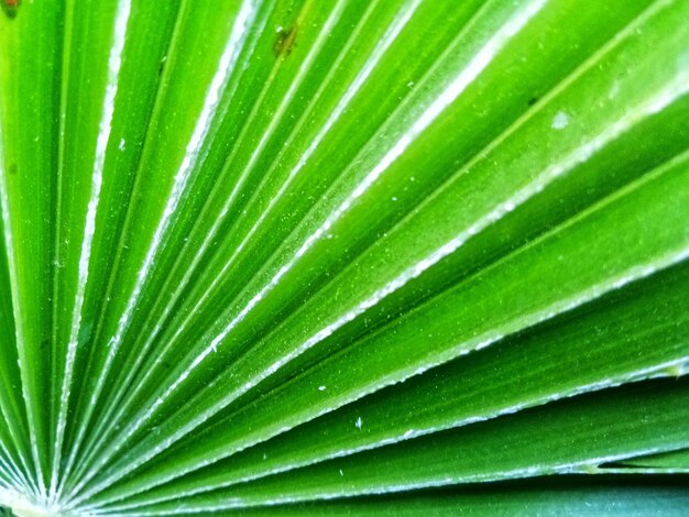 Full frame shot of palm leaf