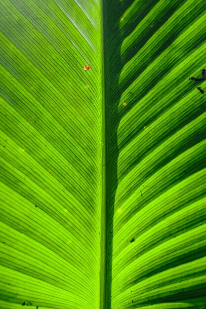 Full frame shot of palm leaf