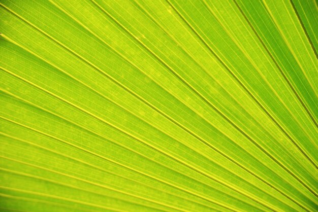 Full frame shot of palm leaves