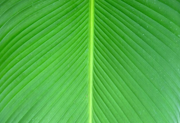 Full frame shot of palm leaves