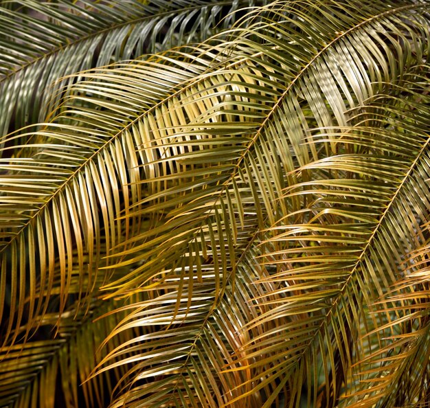 Photo full frame shot of palm leaves