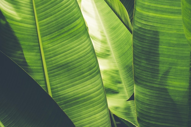 Full frame shot of palm leaves