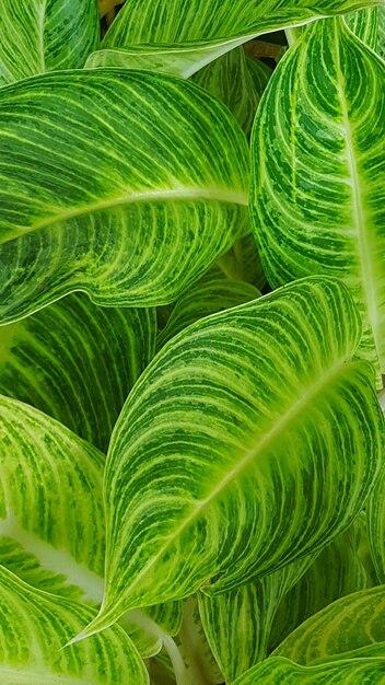 Full frame shot of palm leaves