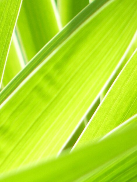 Full frame shot of palm leaves