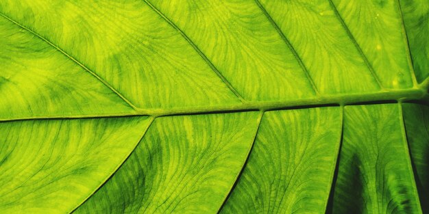 Full frame shot of palm leaves