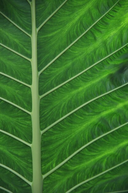 Full frame shot of palm leaves