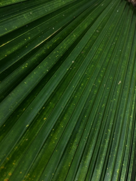 Photo full frame shot of palm leaves