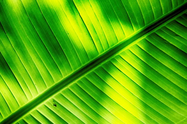 Foto fotografia completa delle foglie di palma