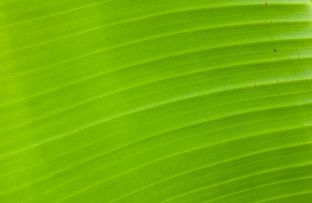 Photo full frame shot of palm leaves