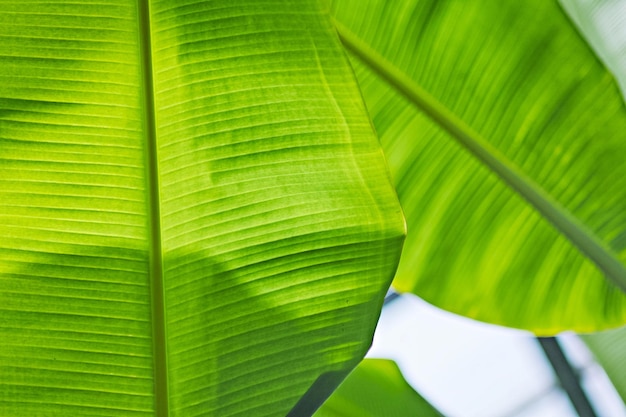 Photo full frame shot of palm leaves