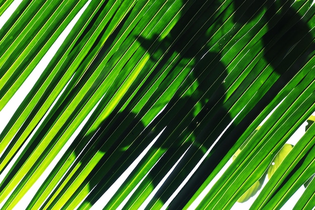 Photo full frame shot of palm leaves