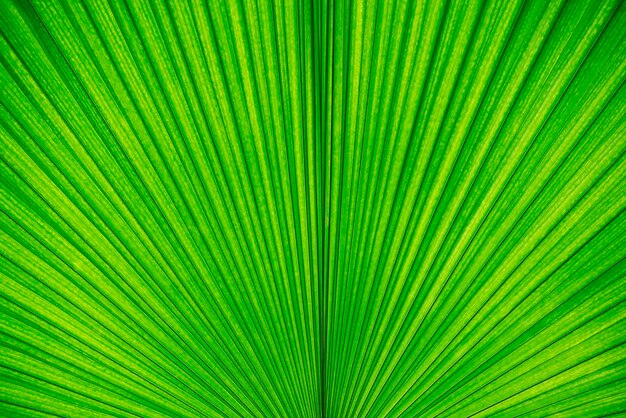 full frame shot of palm leaves