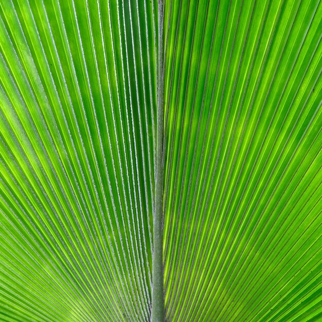 Full frame shot of palm leaves