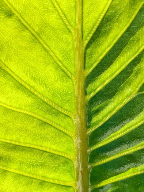 Full frame shot of palm leaves