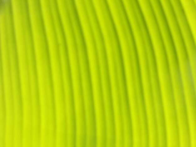 Full frame shot of palm leaves