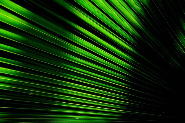 Photo full frame shot of palm leaves