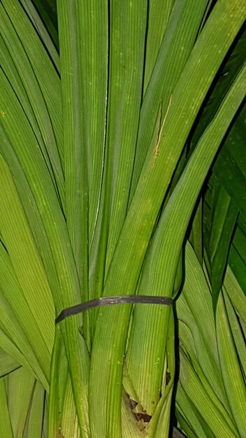 Full frame shot of palm leaves