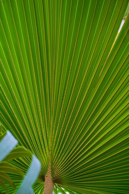 Full frame shot of palm leaves