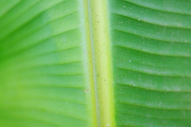 Full frame shot of palm leaves