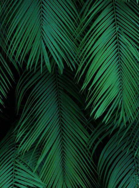 Full frame shot of palm leaves