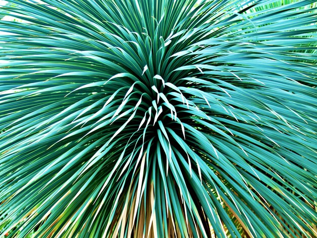 Photo full frame shot of palm leaves