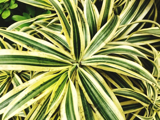 Photo full frame shot of palm leaves