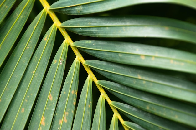 Full frame shot of palm leaves