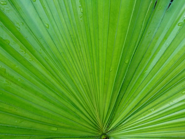 full frame shot of palm leaves