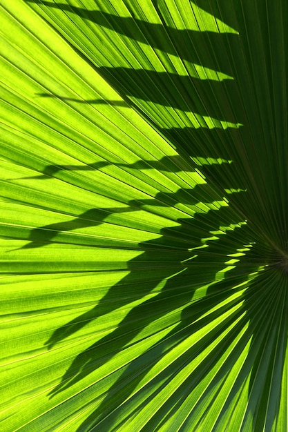 Full frame shot of palm tree leaves