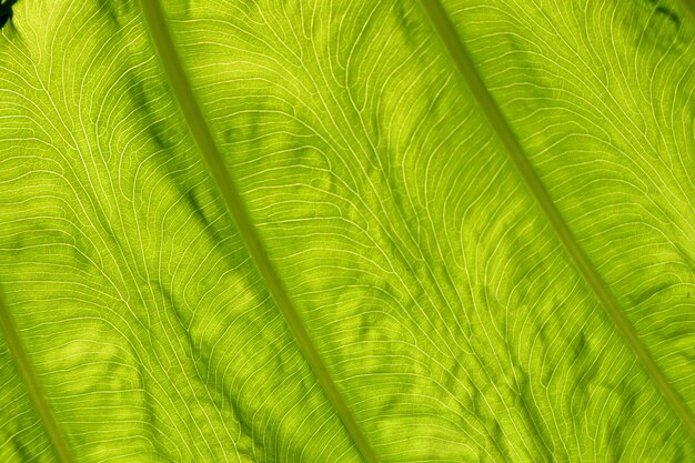 Photo full frame shot of palm tree leaves